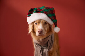 A Nova Scotia Retriever in festive green Santa hat and gray scarf looks sideways. The soft lighting highlights its golden fur against the red backdrop.