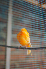 A canary is sleeping on a branch in its cage. A canary. A canary with bright and beautiful colors.