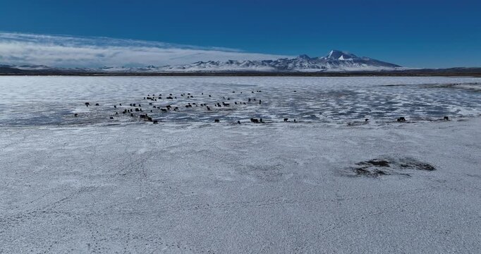Yaks walking on frozen lake in Tibet, China