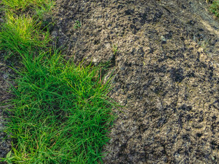 Fresh green grass grows between the rocks