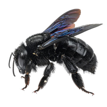 Detailed close-up macro photograph of a large, black carpenter bee against a solid black background.