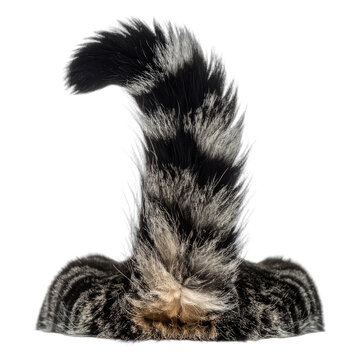 Close-up of a Tabby Cat's Fluffy Tail Against a Black Background