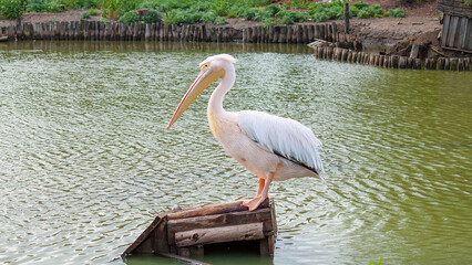 pelican on the water