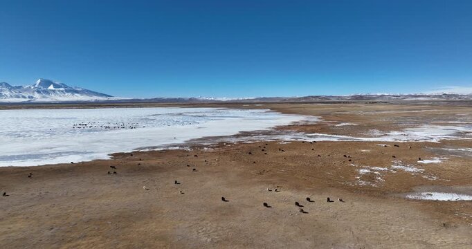 Yaks walking on frozen lake in Tibet, China
