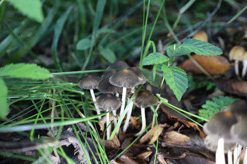A group of small forest mushrooms on thin stems grows among thick green grass and dry fallen leaves. This macro shot captures the hidden beauty of the forest floor in autumn,