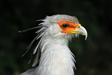 Secretary Bird (Sagittarius serpentarius), found in open savannas of sub-Saharan Africa