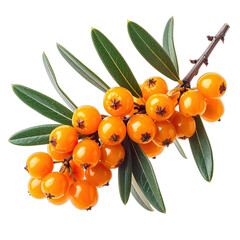 A cluster of bright orange sea buckthorn berries with vibrant green leaves against a black background.