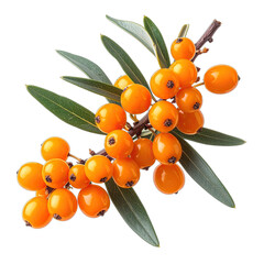 A close-up photograph of sea buckthorn berries and leaves on a dark background.