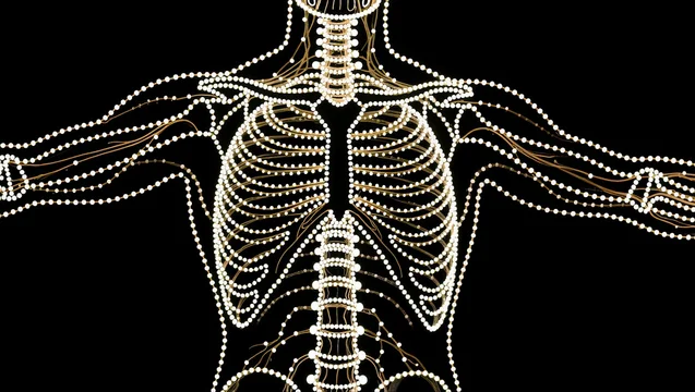 Running Neural Pathways Across Human Body Trunk