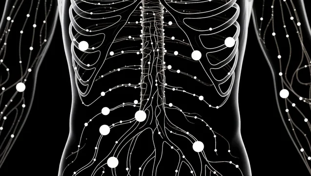 Human Torso Nerve System in White Dots on Black