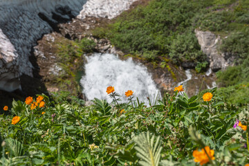 Vivid orange lush flowers bloom among grasses overlooking big waterfall flows from rock under glacier in sunny day. Flowering grassy meadow against large spring stream under snow cornice in bright sun
