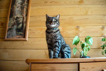 Tabby Cat Sitting on Wooden Dresser Beside Plant