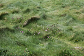Herbes sauvages ondulant sous le vent sur la côte atlantique de l'Irlande © Hagen411