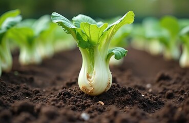 Young chinese cabbage seedling grows in dark soil, ready for garden transplant. Healthy green plant with developed roots, part of a row. Spring cultivation, organic farming.
