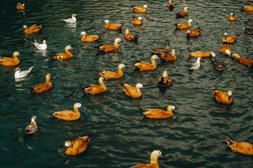 Ducks and seagulls swim peacefully in a calm pond, creating a harmonious scene of coexistence and tranquility. The water's reflection adds a serene touch to the moment.