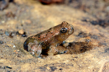 Obraz premium frisch metamorphosierte Riesenunke // fresh hatched Large-webbed bell toad (Bombina maxima) - China