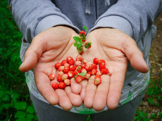 freshly picked wild strawberries held in open palms. Harvest and nature's bounty. The vibrant red berries in human hands. For healthy lifestyle blogs, environmental storytelling.