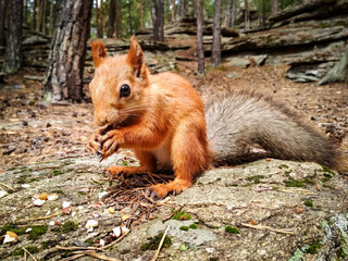 Portrait of a wild red squirrel.  A squirrel eating nuts in the forest. Wildlife shot for nature magazines, wildlife conservation campaigns, animal calendars, environmental blog posts.