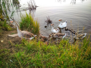 small flock of domestic geese at the edge of a pond. Grey and white plumage geese standing among grass. For agricultural articles, nature-themed blogs,rustic lifestyle advertisements.