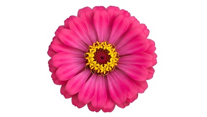 Pink Zinnia Bloom in Full Detail Isolated