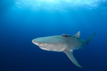 Lemon Shark Swimming off Jupiter, Florida © Andy