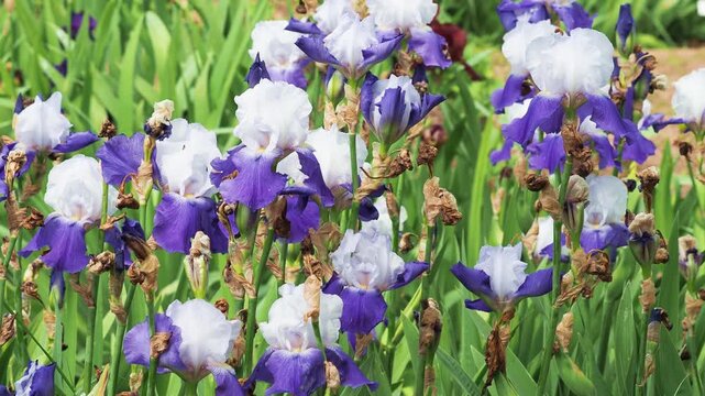 Purple white iris flower, Royal bearded iris