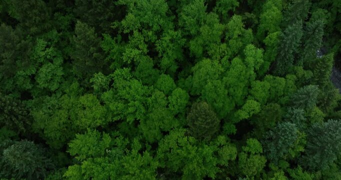 Aerial footage of beautiful tropical forest mountain landscape in the Yalu Zangbu River valley area, Tibet,China