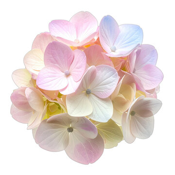 A cluster of pastel-colored hydrangea florets isolated on a black background.