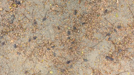 Dry brown and black leaves scattered on a rough gravel surface, showing natural textures of curled leaves and gray stones in soft daylight.	