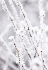 snow covered branches