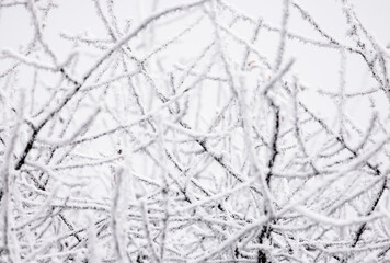 snow covered branches