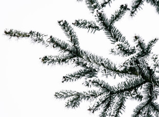 pine tree branch with snow