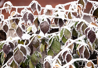 leaves covered with snow and ice