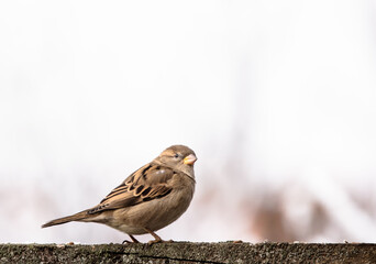 house sparrow  