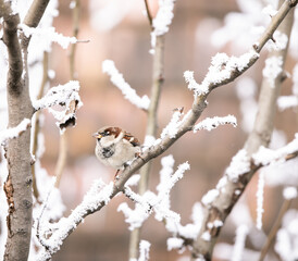 house sparrow on a snowed tree branch