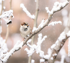 house sparrow on a snowed tree branch