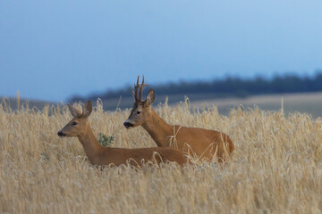 roe deer buck with doe