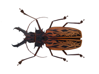 Longhorn beetle named Macrodontia cervicornis is isolated on a white background. It shows its detailed body shape and large mandibles. The display highlights its unique design.