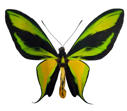 A green and yellow butterfly called Paradise Birdwing Ornithoptera paradisea is resting in a natural pose. The butterfly has large wings with distinct colors and patterns.