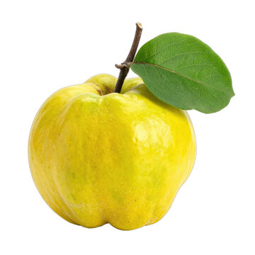 A vibrant yellow quince fruit with a stem and single green leaf isolated on a black background.