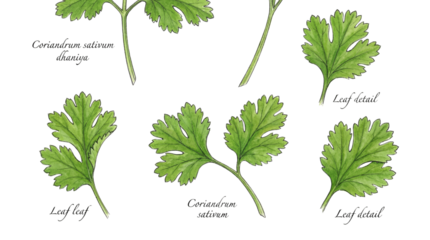 Hand Drawn Coriander (Cilantro) Leaves Botanical Illustration Set with Scientific Name and Leaf Detail isolated PNG with Transparent Background