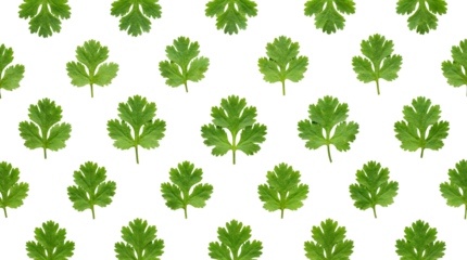 Green Cilantro Leaves Seamless Repeating Pattern Background isolated PNG with Transparent Background