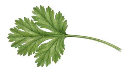 Watercolor hand drawn fresh green cilantro parsley herb leaf illustration isolated PNG with Transparent Background