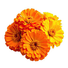 A vibrant cluster of orange and yellow calendula flowers set against a deep black background.