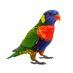 A vividly colored Rainbow Lorikeet stands against a solid black background.