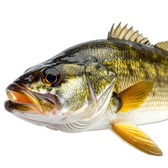 Close-up studio portrait of a Walleye fish head and upper body against a black background.