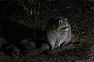 Night foraging raccoon. © JackBulmer
