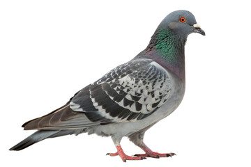 Naklejka premium Pigeon isolated on a white background