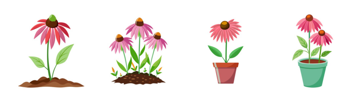 Echinacea purpurea coneflower plants growing in garden soil and pots vector illustration