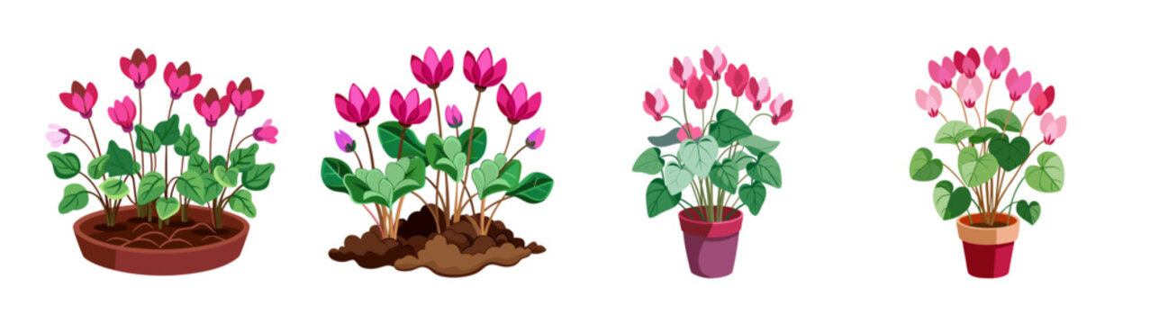Isometric potted cyclamen plants vector illustration for home decor and gardening design ideas